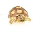 DreamAquatic.com - Sulcata Tortoises - Baby Sulcata Tortoises ...