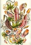 File:Haeckel Nepenthaceae.jpg - Wikipedia, the free encyclopedia