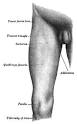 <b>Thigh</b>