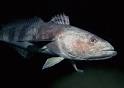 Dissostichus mawsoni