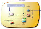 Peroxisome Map