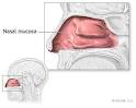 The New York Times > Health > Image > Nasal Mucosa