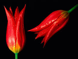 [صورة: images?q=tbn:ANd9GcT31hj460oGtwbqzt2Zmy_...Dwdhi9HzLA]
