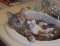Caption this Cute Kitten Pic #