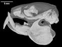 Digimorph - Heterocephalus glaber (naked mole-