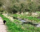 and supports a wide variety of invertebrate life – forming the bottom - via Daymix