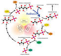 Calvin cycle - Wikipedia, the free encyclopedia