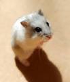 Small Caged Pets - Pet Doctors