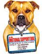 Wagging the Dog, and a Finger - New York Times