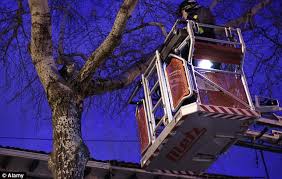 Image result for Cats stuck up the tree . firefighters