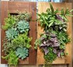 Port Kells Nurseries - Garden Photo Blog: Living Wall Planter