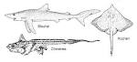Chondrichthyes