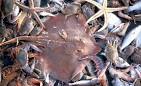 Bycatch | SeaChoice