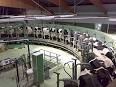 Dairy farming - Wikipedia, the free encyclopedia