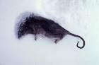 Norway rat dead in snow public - via Daymix