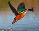 Kingfisher's record flight: Polish bird flies 620 miles to Suffolk