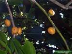 <b>Ebenaceae</b>