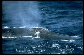 الحوت الأزرق   (اكبر حيوان في العالم) Images?q=tbn:ANd9GcT4QDDf5JAcFMklYkqJWKs7AxcVehPYw7kito2-0zpeyW1c69p3PA