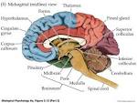 Confessions Of A Leeds Student...: The Brain