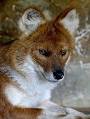Endangered species - Wikipedia, the free encyclopedia