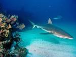 Animal Unique: Grey Reef Shark