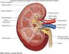 Learning the Urinary System
