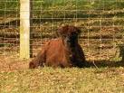 Etymology: Spanish criar, to give birth (Wiktionary) - via Daymix