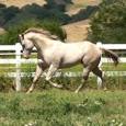 APHA | Dream Friesians
