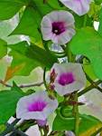 File:<b>Ipomoea batatas</b> 002.JPG