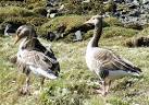 Most Greylag Geese migrate north to breed, but there is a small and vocal - via Daymix