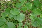 Chips of dried <b>Hamamelis</b>