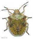 bug