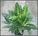 UF / IFAS / MREC - Apopka, FL - Aglaonema 'Key Lime'