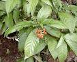 <b>Psychotria</b> viridis with ripe