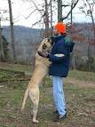 Anna Markland: The English Mastiff