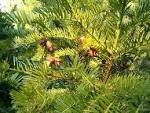 File:<b>Cephalotaxus</b> harringtonia