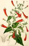 <b>Rubiaceae</b> Juss.