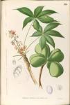 File:<b>Sterculia</b> foetida