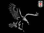 Beşiktaş Resimleri | wallpapers