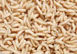 external image images?q=tbn:ANd9GcT5h0VQjjVXBp4tD5v7ufuhs8b5xXsj8eYqtTNVi0iMrSOrQ9xCbQ