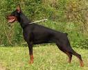 Doberman Pinscher - Dog Breeds. Features, reviews, ratings.