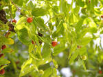 File:<b>Ziziphus</b> zizyphus