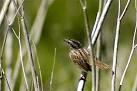 More Wildlife Photos - via Daymix