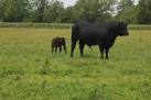 Happy Fathers Day daddy. This magnificent bull and the young calf were seen - via Daymix
