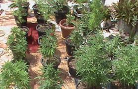 Presa, idosa dona de planta&ccedil;&atilde;o de maconha achou que erva fosse ...