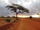 SAVANA
