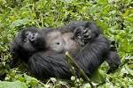 des <b>animaux</b> et initier un