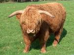 This is apparently a cow « Dealbreaker: Wall Street Insider ...
