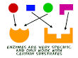 <b>enzymes</b> are very specific