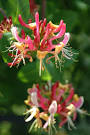 Honeysuckle Offers a Little Something for Everyone (Video) - P2 ...